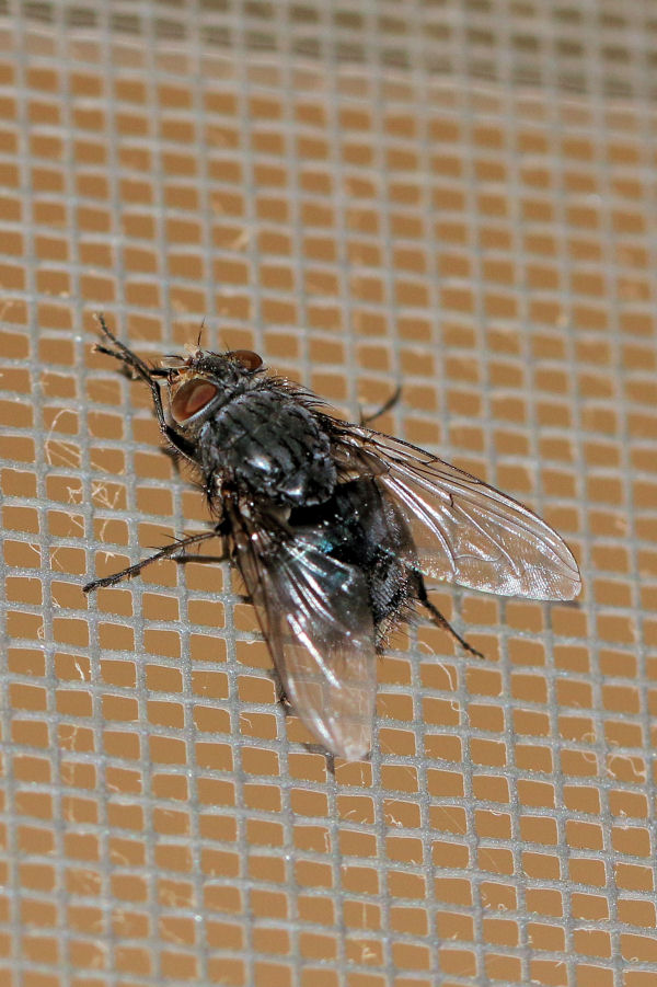 Curiosit su Calliphoridae